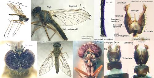Réf. 289 342 : Chrysopilus asiliformis